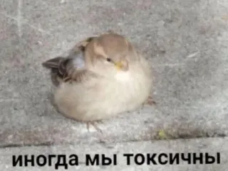 ☣ 14cddc07 иногда мы токсичны птица, мем, токсичный, воробей, юмор telegram sticker
