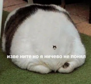 🫠 7f6ae03a изве ните но я ничево не понял кот, юмор, интернет мем, болгарский, домашнее животное, животное telegram sticker