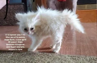 🏃‍♀ eab0f532 А чо время уже 7:43
Мне же в 8 в школе
нада быть, а мне идти
30 минут, блин
физичка похода на
мне будет изучать
скорость пули кот, котенок, русский, школа, время, физика telegram sticker