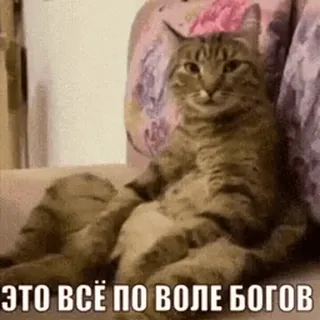🫠 3949b20f ЭТО ВСЁ ПО ВОЛЕ БОГОВ gato, meme, divertido, animal, dioses, ruso telegram sticker