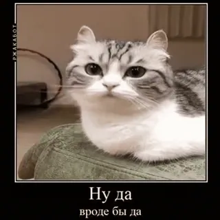 🤥 ad2fffd7 Ну да 
вроде бы да gato, meme, divertido, ruso, animal telegram sticker
