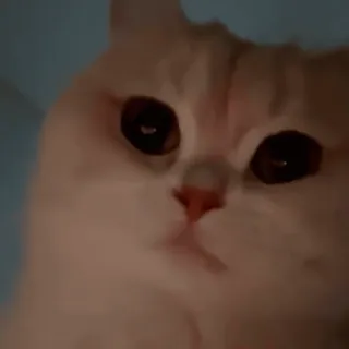 🥰 b697ac79 gato, mascota, animal, lindo, gato doméstico, felino, mamífero telegram sticker