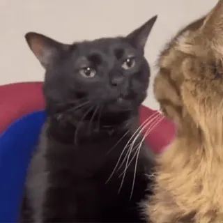 🗿 bb3761f3 gatos, animales, mascotas, animales domésticos, gato negro, gato marrón telegram sticker