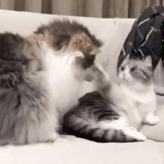 👊 e30fd186 gatos, animales, mascotas, animales domésticos, felinos, pelea de gatos telegram sticker