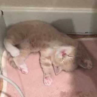 💗 094a91f7 chat, chaton, dormir, mignon, animal, animal de compagnie telegram sticker