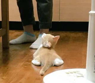 👀 1cda6df0 chat, chaton, animal domestique, animal, chat roux telegram sticker