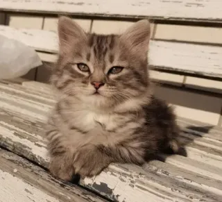 🤨 1d3aa611 chat, chaton, animal, animal de compagnie, mignon, chat domestique, félin telegram sticker