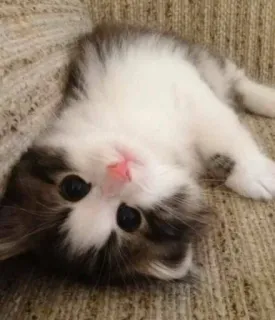 🧚‍♀️ 1e4146ef chaton, chat, mignon, animal, animal de compagnie, domestique, mammifère telegram sticker