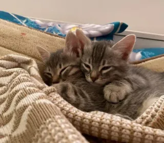 💒 347c141b chatons, chats, animaux, mignon, dormir, adorable, animaux domestiques, animaux de compagnie telegram sticker