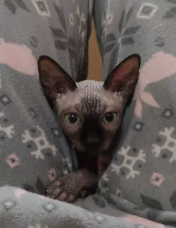 ♡ telegram stickers