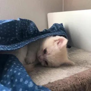 💔 55f3ecbc chat, chaton, animal de compagnie, mignon, animal, couverture, chat domestique telegram sticker