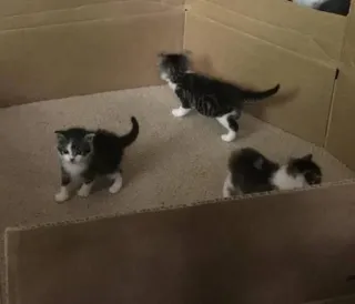 🐱 5988435c chatons, chats, animaux, animaux de compagnie, mignon telegram sticker