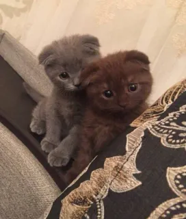 😶 6c547267 chaton, chat, mignon, animaux, animaux domestiques, animaux de compagnie telegram sticker