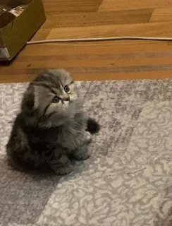 😕 744d58ed chaton, chat, doux, mignon, animal, domestique telegram sticker