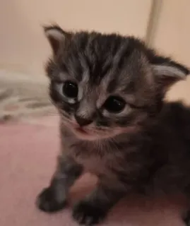 😳 77d75a43 chaton, chat, animal, mignon, félin telegram sticker