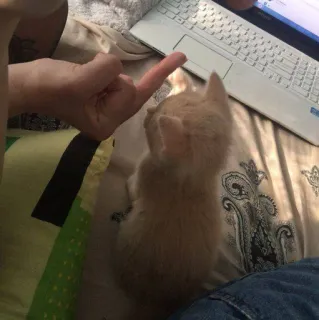 🖕 9077d3b2 chaton, doigt d'honneur, chat, animal de compagnie, animal, geste telegram sticker