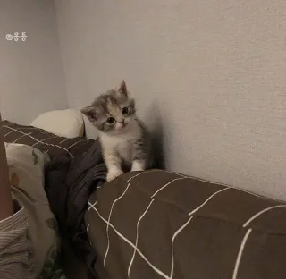 😯 a76dbc48 chat, chaton, mignon, animal, animal de compagnie telegram sticker