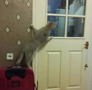 👀 c8e46d1c chat, porte, escalade, animal de compagnie, animal domestique, meuble telegram sticker