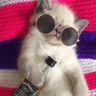 😎 cfab3c5d Jack Daniel's chat, chaton, lunettes de soleil, alcool, whisky, Jack Daniel's, animal telegram sticker