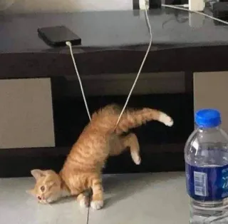 😕 ecb1b314 chat, chaton, animal de compagnie, animal, fils, drôle, tigré roux telegram sticker