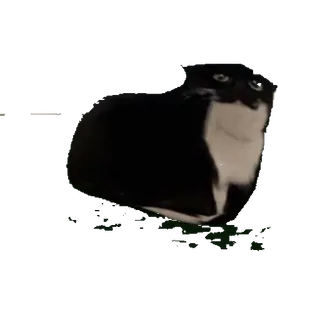 😏 157600f7 kucing, kucing tuxedo, hitam putih, hewan, hewan peliharaan telegram sticker