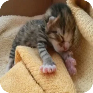 🐱 1761e4f7 kätzchen, katze, junges tier, schlafend, katzenartig, haustier, klein, häuslich whatsapp sticker