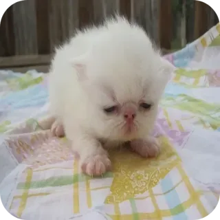 🐱 1f2cfc43 kätzchen, katze, weiße Katze, perserkatze, tier, haustier, süß whatsapp sticker