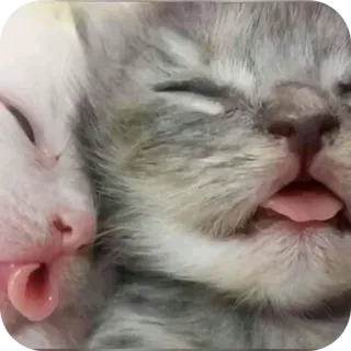 🐱 2e7e7124 Kätzchen, Katzen, Tiere, Haustiere, süß, schläfrig, Zungen whatsapp sticker