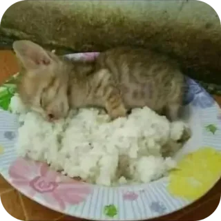 🐱 30908c95 Katze, Kätzchen, Reis, Essen, Tier, Teller, süß whatsapp sticker