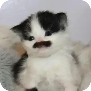 🐱 4e2784f0 Katze, Kätzchen, Schnurrbart, Tier, Haustier, süß, schwarz weiß whatsapp sticker