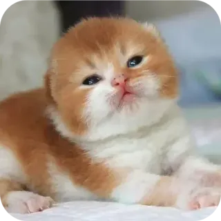 🐱 73cb712d Kätzchen, Katze, Tier, süß, Haustier, zahm whatsapp sticker