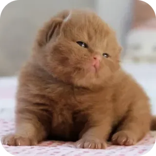 🐱 7cf144ca kätzchen, katze, haustier, tier, süß, hauskatze, katzenartig whatsapp sticker