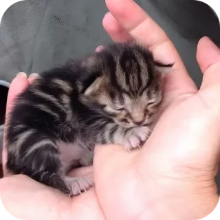 🐱 7d218413 Kätzchen, Katzenbaby, süß, Haustier, Tier, klein, winzig whatsapp sticker