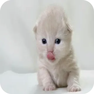 🐱 8561904d Kätzchen, Katze, Babykatze, süß, Tier whatsapp sticker