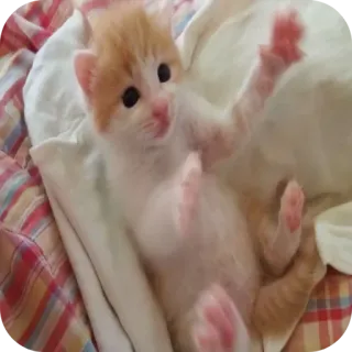 🐱 8b0bb980 kätzchen, katze, tier, haustier, süß, entzückend, lustig whatsapp sticker