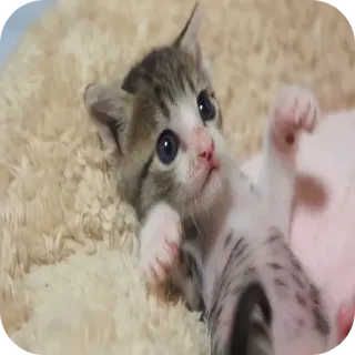 🐱 9c17fba0 kätzchen, katze, tier, süß, haustier, katzenartig whatsapp sticker