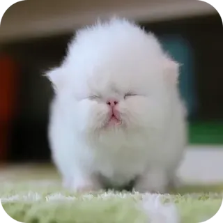 🐱 ba2671aa Katze, Kätzchen, weiß, flauschig, süß, Tier, Haustier whatsapp sticker