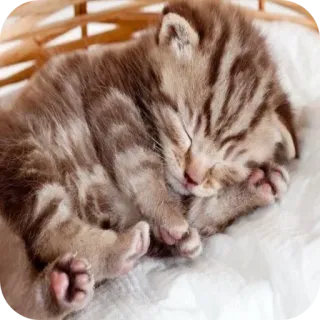 🐱 c64d2ec7 Kätzchen, Katze, Schlaf, Tier, Haustier, süß whatsapp sticker