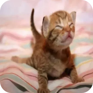 🐱 d147bee6 kätzchen, katze, süß, tier, haustier, katzenartig, rothaarig, kleine katze, junge katze whatsapp sticker