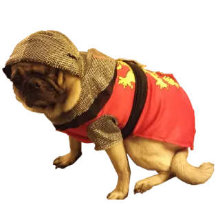 😖 1afaf7e9 狗, 巴哥犬, 盔甲, 中世纪, 宠物 whatsapp sticker