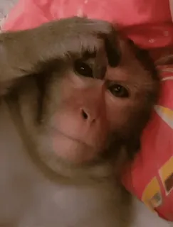 🙈 0c200c32 małpa, zwierzę, dzikie zwierzęta, ssak, naczelny whatsapp sticker