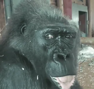 😐 0f0cbd78 Goryl, Małpa, Zwierzę, Ssaki naczelne, Dzikie zwierzęta whatsapp sticker