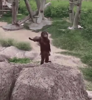 🦧 14cb61e2 małpa, zwierzę, zoo, człekokształtna, orangutan whatsapp sticker