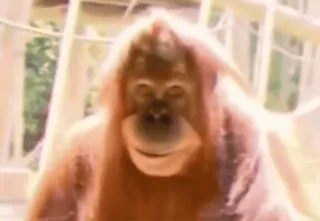 😏 325ced3c Orangutan, Małpa, Naczelny, Zwierzę, Zoo whatsapp sticker