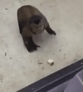 😡 3933ef7b whatsapp sticker