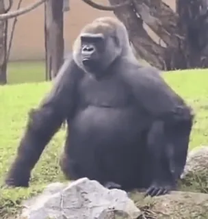 🦍 4047cdb7 goryl, małpa, zwierzę, ssak, dzika przyroda whatsapp sticker