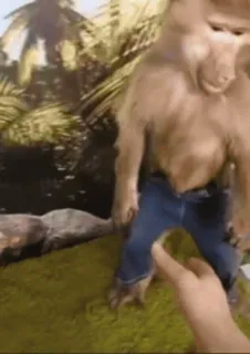 🐒 5097f526 małpa, pawian, spodnie, zwierzę, śmieszne whatsapp sticker