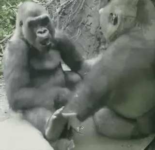 😳 6e9a8812 goryl, małpa, zwierzę, małpa człekokształtna, dzika przyroda, naczelny, dżungla whatsapp sticker