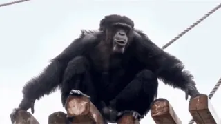 🐒 70f6d39e zwierzę, szympans, małpa, naczelny whatsapp sticker