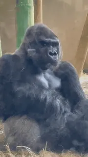 🙈 747f333e goryl, zwierzę, małpa człekokształtna, ssak whatsapp sticker